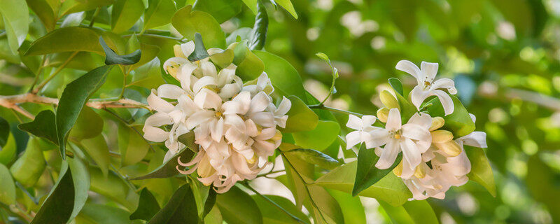 九里香花能驱蚊吗 九里香花可以驱蚊吗