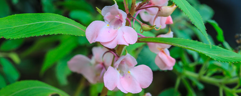 凤仙花花期