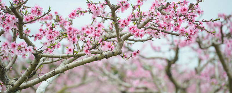 桃树的根的特点是什么 桃树的根的特点是啥