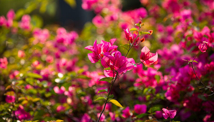 杜鹃花图片