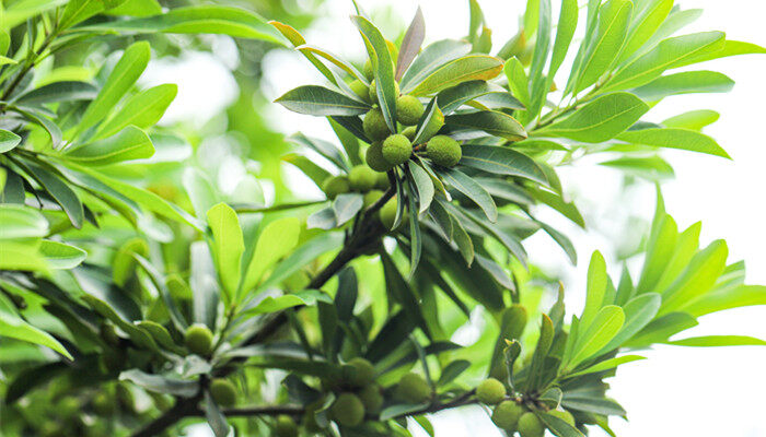 梅子黄的季节 梅子黄的季节是什么季节