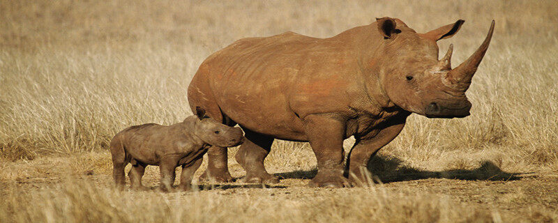 犀牛的繁殖方式 犀牛的繁殖方式是什么