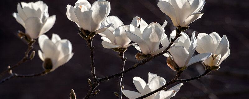 昙花花语是什么 昙花的花语到底是什么