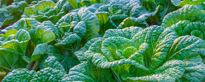 冬季蔬菜可以种植哪些 冬季有哪些可以种植的蔬菜