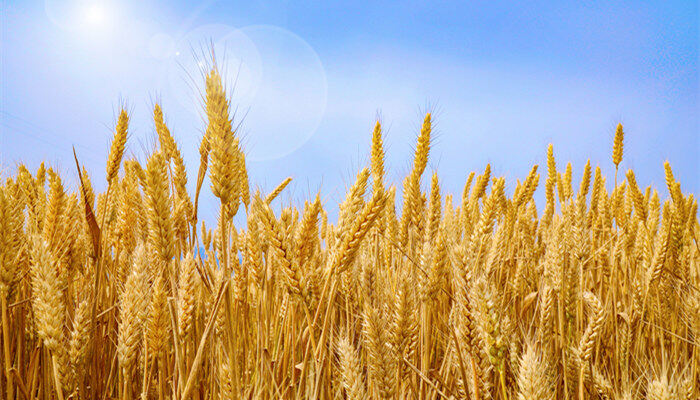 小麦出苗最低温度是多少 小麦最低温度在多少度能出苗