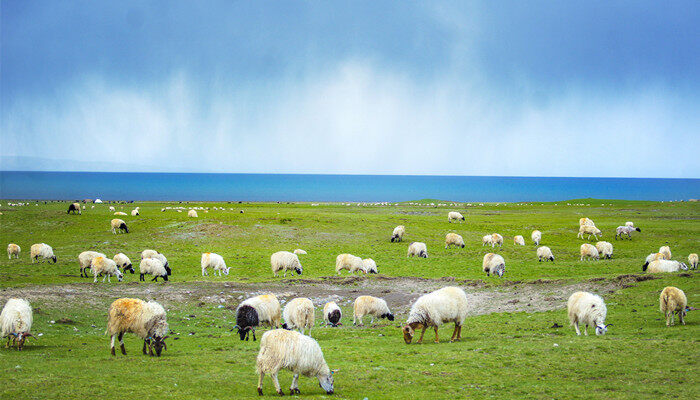 牛和羊共100只,羊是牛的一半,有几只羊? 牛和羊共100只,羊是牛的一半,有多少只羊?