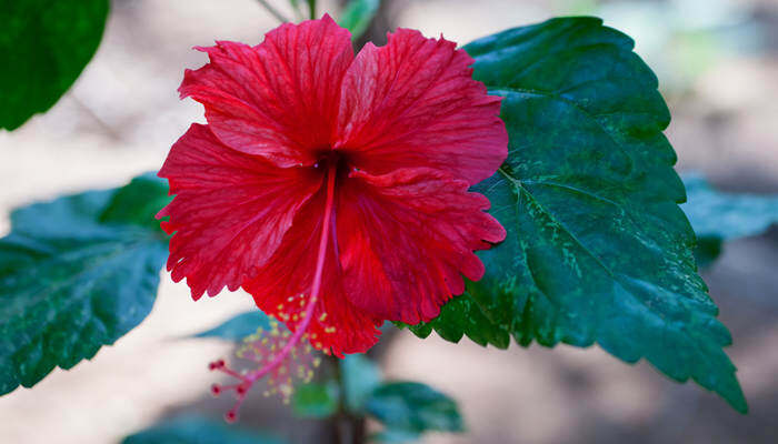 芙蓉是什么花 芙蓉花的花期是几月