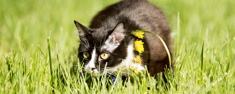 摄图网_303288702_黑猫在绿草坪上玩耍（企业商用）.jpg