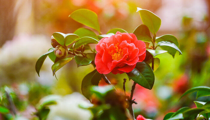 山茶花花语及传说 山茶花有什么花语