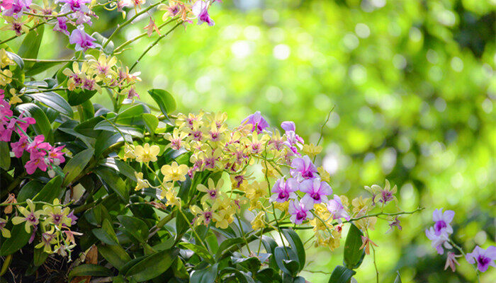 兰草花怎么栽培和方法 兰草花怎么栽培