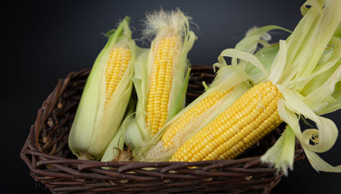什么玉米品种抗锈病 哪些玉米品种抗锈病