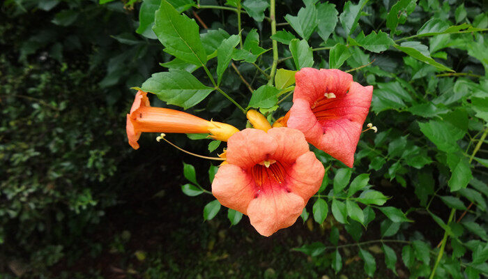 凌霄花花语是什么意思 凌霄花花语是什么