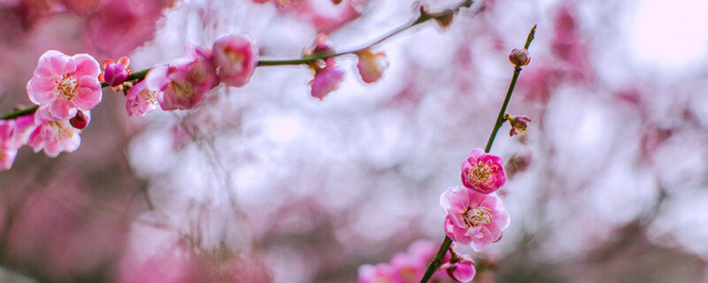 梅花哪个季节开 梅花什么季节开