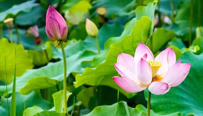 湖南的省花是什么花 湖南的省花是什么