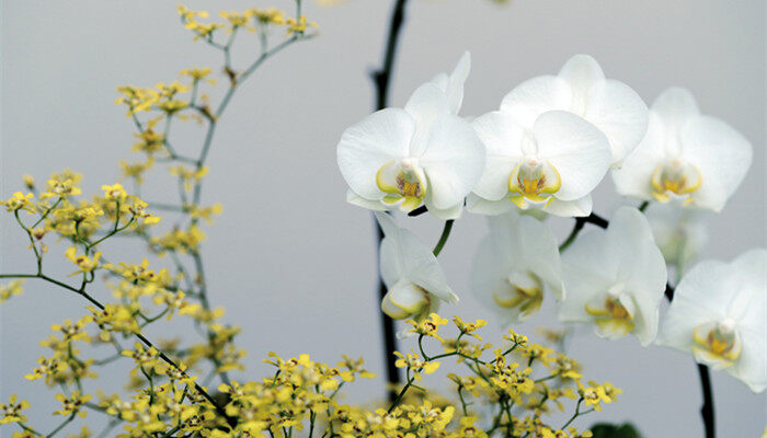 蝴蝶兰在什么季节开花