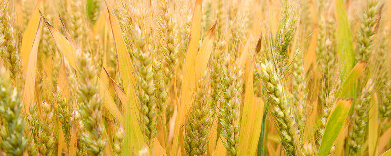 小麦几叶打除草剂 小麦几叶打除草剂?