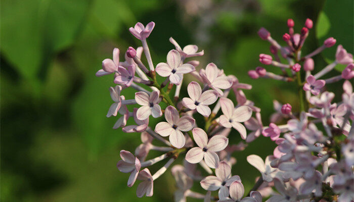 摄图网_500556479_banner_丁香花（企业商用）_副本.jpg