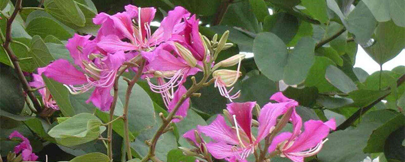 油茶花的养殖方法 油茶花的养殖方法有几种