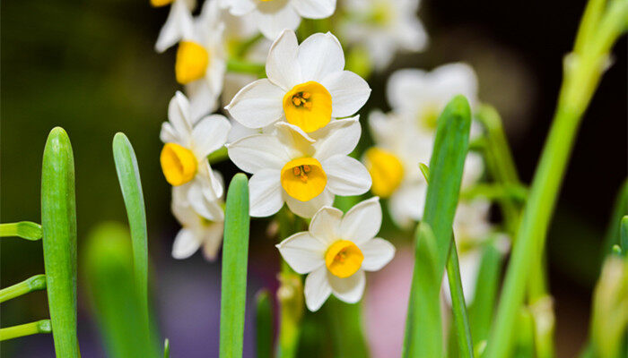 水仙花的特点 水仙花特点