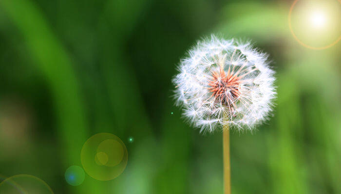 蒲公英是什么年生草本植物 蒲公英是几年生植物