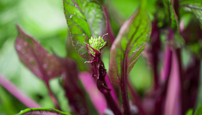 红菜苔移栽多久可以收获 红菜苔移栽多长时间可以收获
