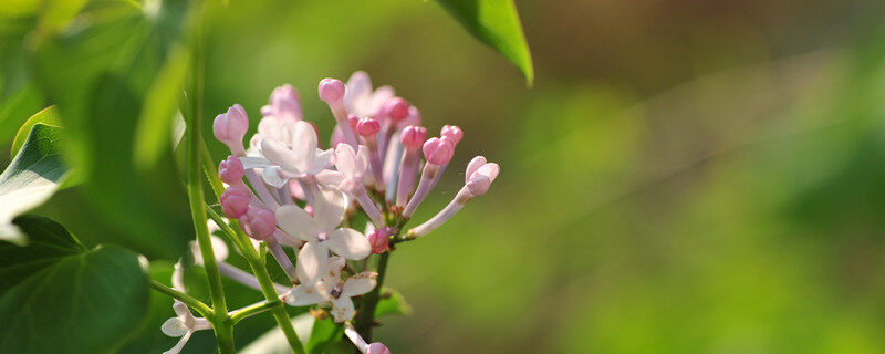 er_丁香花（企业商.jpg