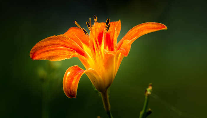 黄花是什么花 一枝黄花是什么花 