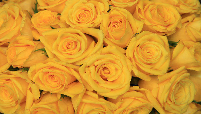 摄图网_306824028_婚礼安排中的黄玫瑰（企业商用）.jpg