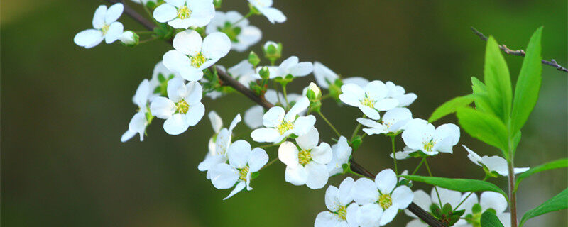 完全花有哪些花 完全花包括哪些花