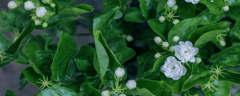 茉莉花什么季节开 茉莉花什么季节开花