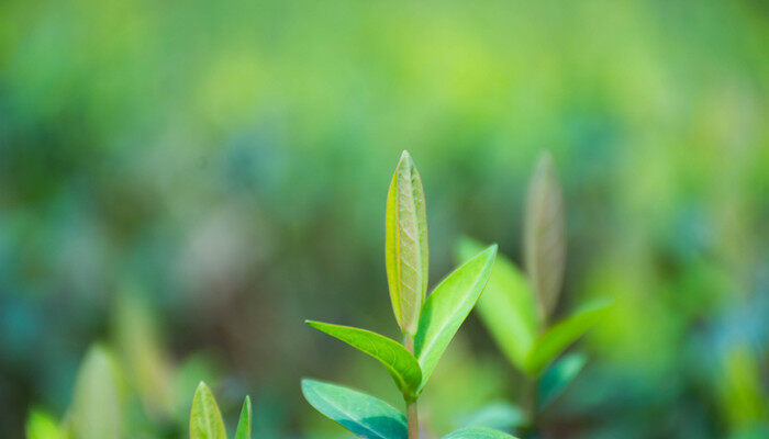 摄图网_501204236_banner_正在发芽的绿色植物（企业商用）_副本.jpg