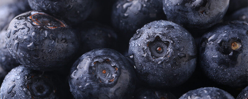 顶级蓝莓品种介绍 顶级蓝莓品种的介绍