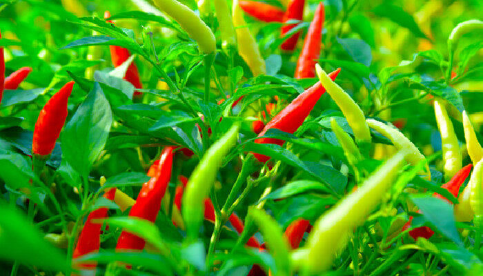辣椒亩产量一般多少斤 辣椒的亩产量一般多少斤