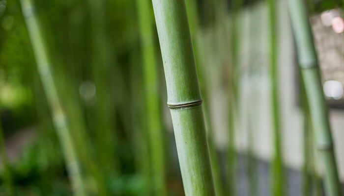 竹子精神品质 竹子的精神品质是什么