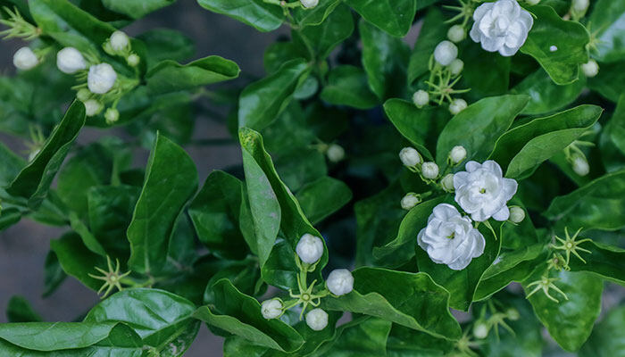 茉莉开花时可以施肥吗