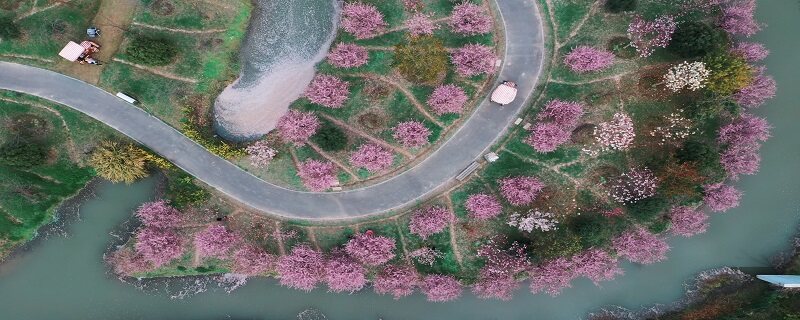 秋天容易成活的花是 秋天种什么花容易成活