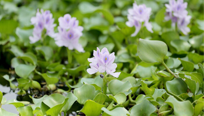 水葫芦可以做肥料吗