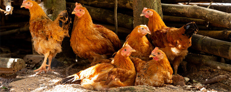 鸡的品种有哪些 鸡的品种到底有哪些