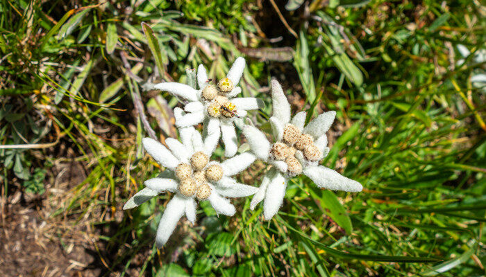 雪绒花的寓意