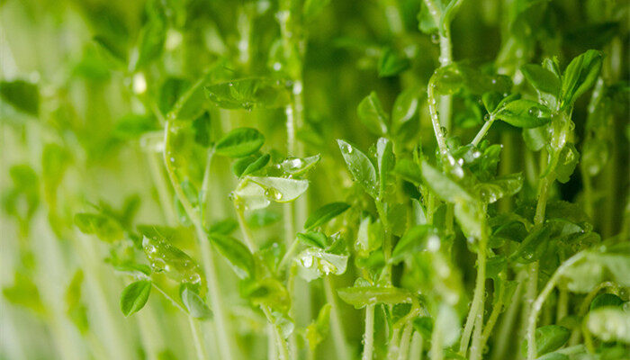 大棚芽苗菜种植技术