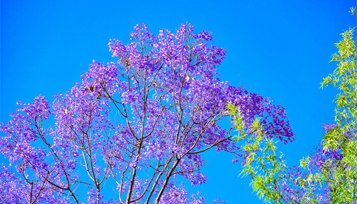 摄图网_501610968_banner_云南昆明蓝花楹盛开（企业商用）_副本.jpg