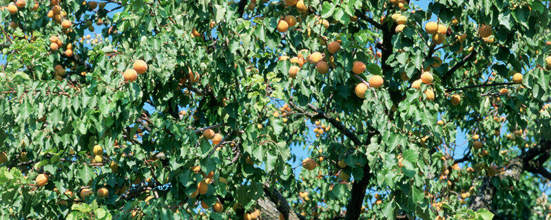 杏树的特点及介绍 杏树的特点简介
