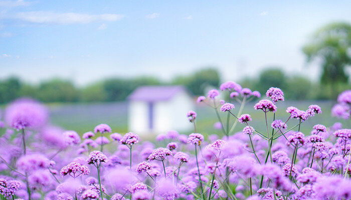 摄图网_501609823_banner_紫色花海小清新风景（企业商用）_副本.jpg