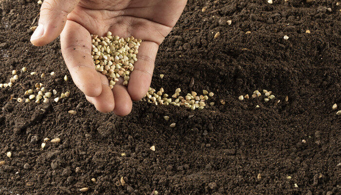 种菜前怎么对土壤杀虫 种菜前对土壤杀虫的方法