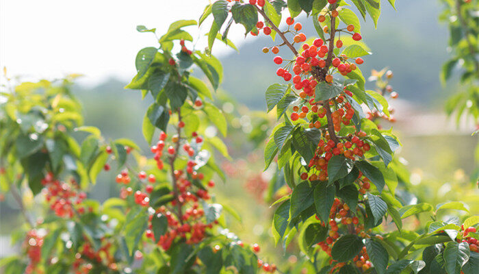 摄图网_501306475_banner_春季水果樱桃特写（企业商用）_副本.jpg