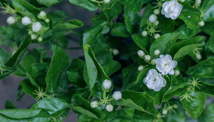 茉莉老桩几月发芽