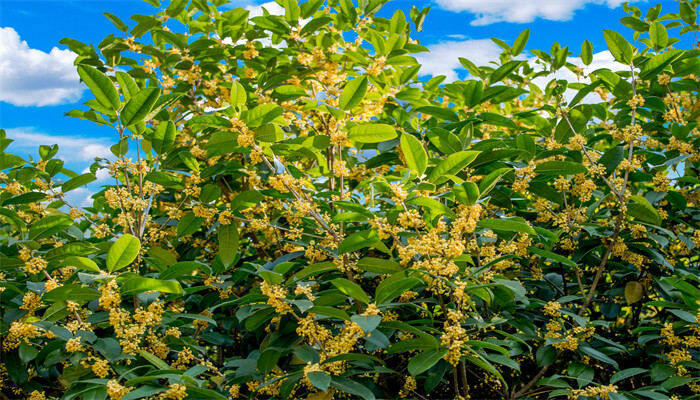 桂花树宜栽在房子哪个方位 桂花树应栽在房子的什么位置 