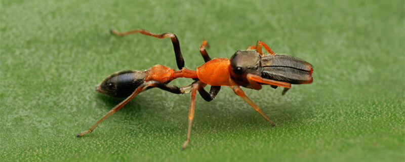 摄图网_303794792_雄蚂蚁的横向观察模仿蜘蛛眼睛甲状腺动物punemahrstIndi（企业商用）1.jpg