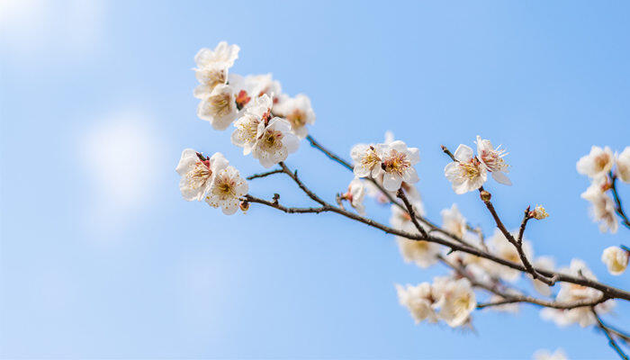 蜡梅怒放是什么季节 蜡梅有什么特征