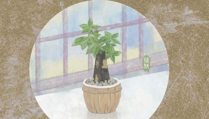 植物发财树7.jpg